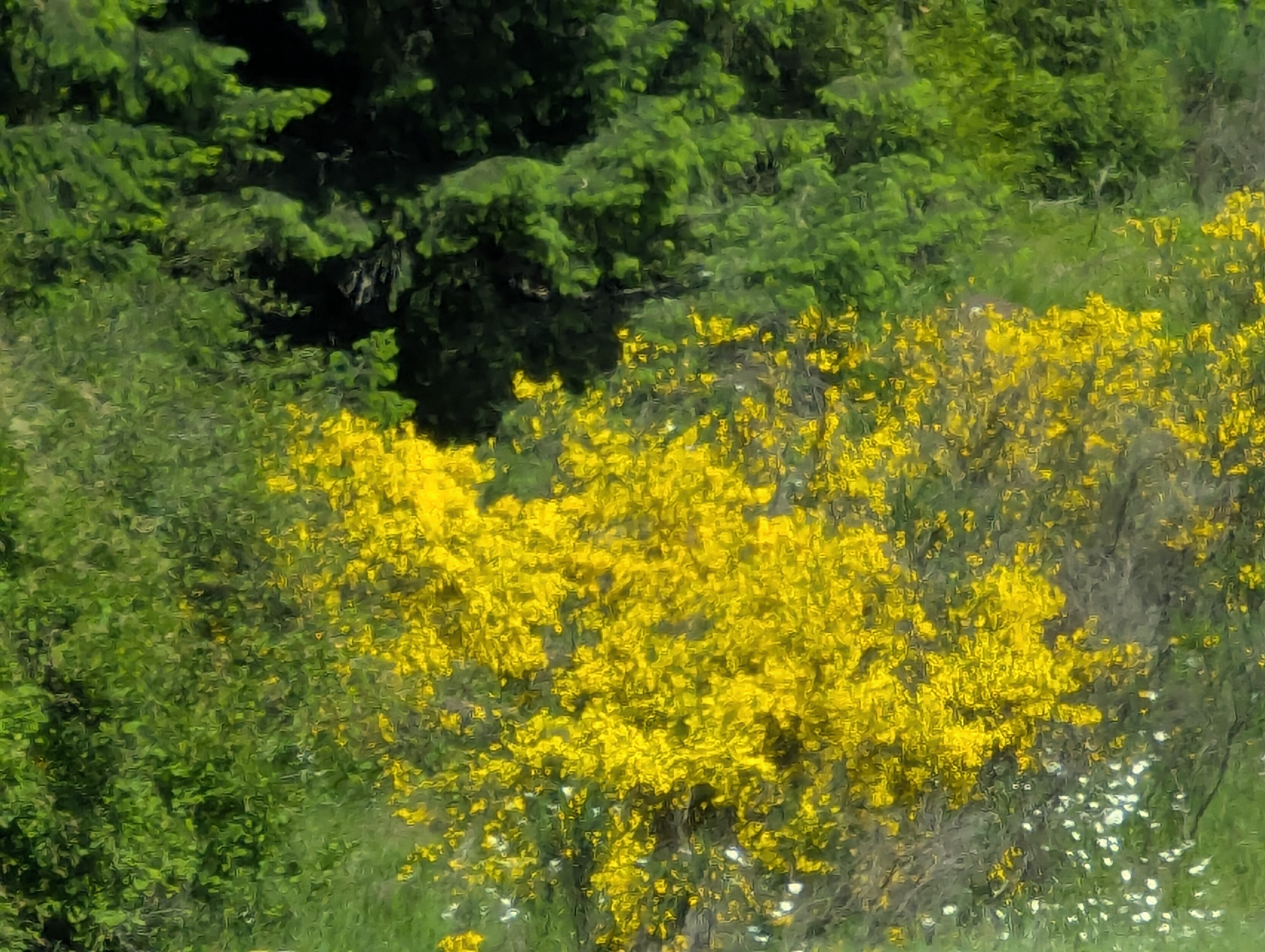 Birthday Trip to Canada, Vancouver Island